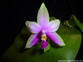 Photo : Phalaenopsis violacea