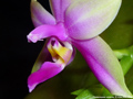 Photo : Phalaenopsis violacea