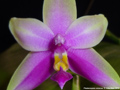 Photo : Phalaenopsis violacea