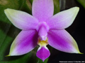 Photo : Phalaenopsis violacea