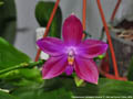 Photo : Phalaenopsis Germaine Vincent