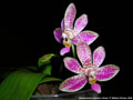 Photo : Phalaenopsis Alfinia