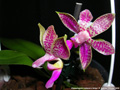 Photo : Phalaenopsis Alfinia