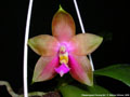 Photo : Phalaenopsis Penang Girl