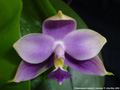 Photo : Phalaenopsis violacea