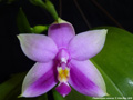 Photo : Phalaenopsis violacea