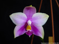 Photo : Phalaenopsis violacea