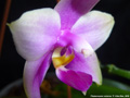 Photo : Phalaenopsis violacea