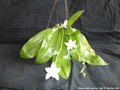 Photo : Phalaenopsis violacea