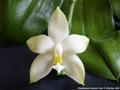Photo : Phalaenopsis violacea