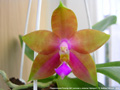 Photo : Phalaenopsis Penang Girl