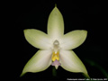 Photo : Phalaenopsis violacea