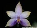 Photo : Phalaenopsis violacea