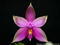 Photo : Phalaenopsis violacea