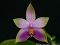Photo : Phalaenopsis violacea