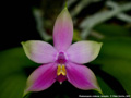 Photo : Phalaenopsis violacea