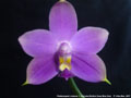 Photo : Phalaenopsis violacea