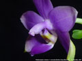 Photo : Phalaenopsis violacea