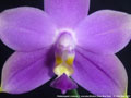 Photo : Phalaenopsis violacea