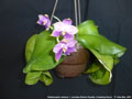 Photo : Phalaenopsis violacea