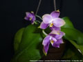 Photo : Phalaenopsis violacea