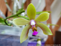 Photo : Phalaenopsis China Wonder