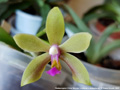 Photo : Phalaenopsis China Wonder