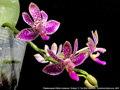 Photo : Phalaenopsis Alfinia