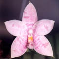 Photo : www.phals.net