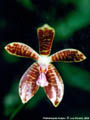 Photo : Phalaenopsis Acajou