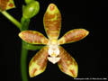 Photo : Phalaenopsis viridis