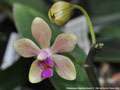 Photo : Phalaenopsis Beatrice Dream