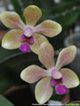 Photo : Phalaenopsis Beatrice Dream