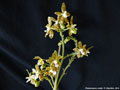 Photo : Phalaenopsis viridis