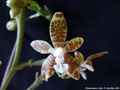 Photo : Phalaenopsis viridis