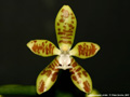 Photo : Phalaenopsis viridis