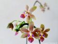 Photo : Phalaenopsis Claudio Nardotto