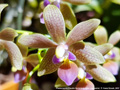 Photo : Phalaenopsis Claudio Nardotto
