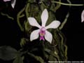 Photo : Phalaenopsis wilsonii