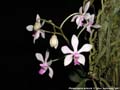 Photo : Phalaenopsis wilsonii