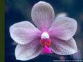 Photo : Phalaenopsis Kathy Dream