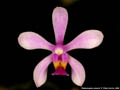 Photo : Phalaenopsis wilsonii