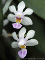 Photo : Phalaenopsis Little Tenderness