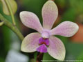Photo : Phalaenopsis Tsiae