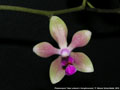 Photo : Phalaenopsis Tsiae