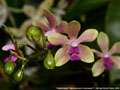 Photo : Phalaenopsis Tsiae