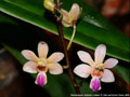 Photo : Phalaenopsis Factory's First