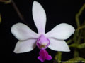 Photo : Phalaenopsis wilsonii