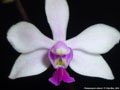 Photo : Phalaenopsis wilsonii