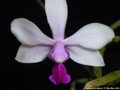 Photo : Phalaenopsis wilsonii